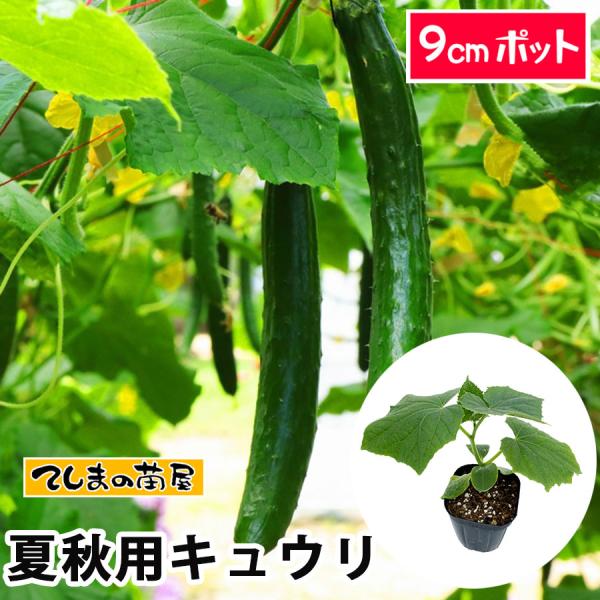 てしまの苗 夏秋栽培用接木キュウリ（ハウス向け） 品種指定なし　9cmポット