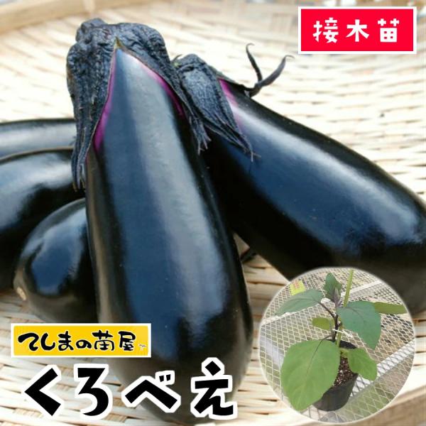 ナス 苗の人気商品 通販 価格比較 価格 Com