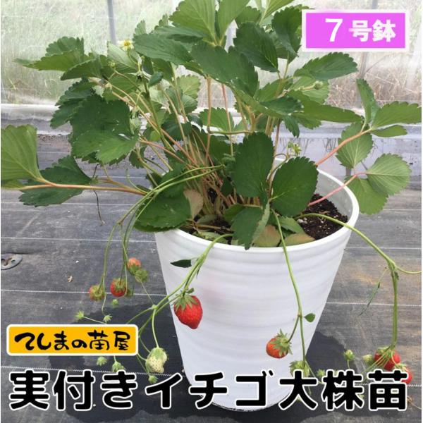 てしまの苗  実付きイチゴ大株苗 ※鉢付き(白と黒があり選択不可）紅ほっぺ 章姫 おいCベリー送料無料 ※北海道・沖縄は送料+600円 ※他苗と同梱不可