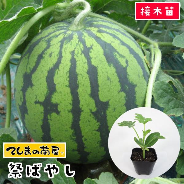 接木苗　スイカ　祭ばやし777　35本 接木苗 スイカ 祭ばやし777 35本