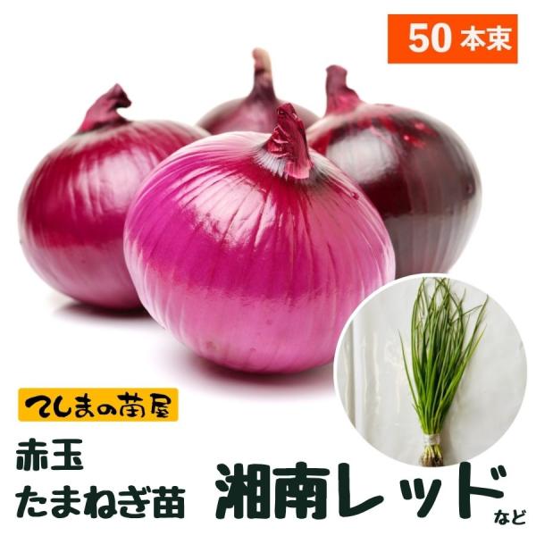 タマネギ 苗の人気商品・通販・価格比較 - 価格.com タマネギ 苗の人気商品・通販・価格比較 - 価格.com