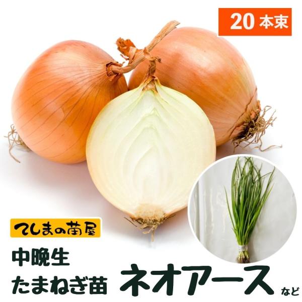 野菜 苗の人気商品 通販 価格比較 価格 Com