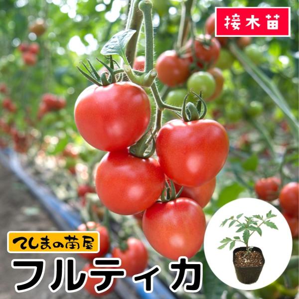 てしまの苗 トマト苗 フルティカ 断根接木苗 9ｃｍポット人気野菜苗 Tomato Furuthika 9 てしまの苗屋 通販 Yahoo ショッピング