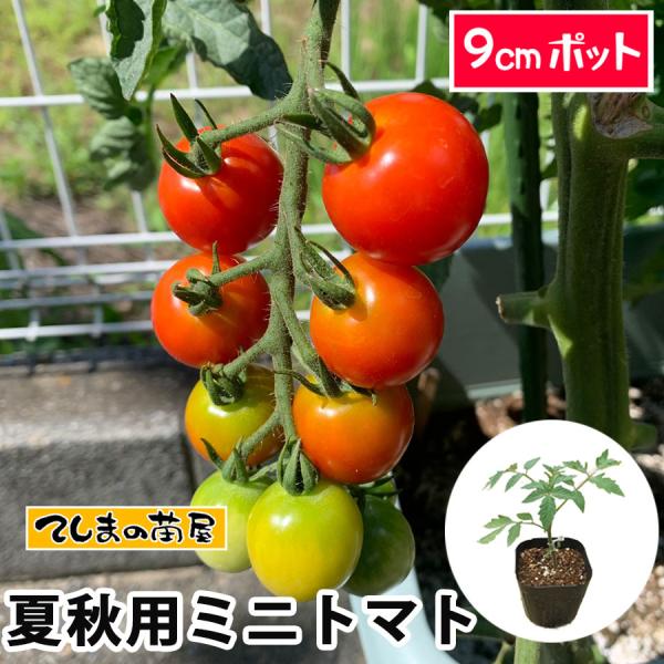 てしまの苗 夏秋栽培用接木ミニトマト （プロ農家・ハウス栽培向け）品種指定なし 9cmポット