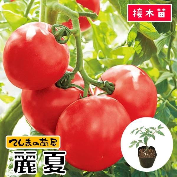てしまの苗大玉トマト苗麗夏断根接木苗9cmポット人気野菜苗 Buyee 日本代购平台 产品购物网站大全 Buyee一站式代购bot Online