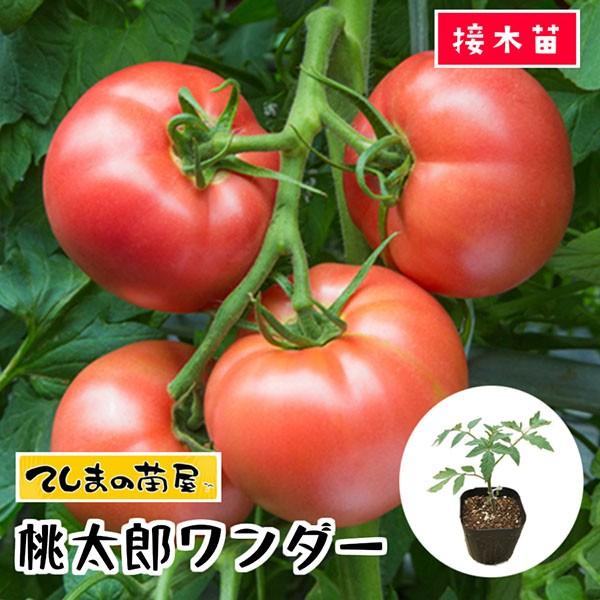 秋 トマト 苗の人気商品・通販・価格比較