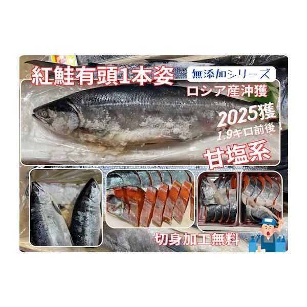 北洋ロシア産千島沖獲紅鮭（1,9キロ前後）2025年獲 無添加シリーズ 2025年11月加工沖獲紅鮭原料を丘に上げてから塩蔵した商品となり甘塩系紅鮭です地元ではご贈答に好評です、お客様のご希望で切身加工で発送も可能です無添加だから安心！※食...