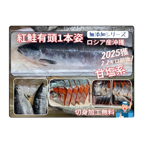 北洋紅鮭（千島沖獲）2.2キロ前後 2025年物 天然紅鮭 甘塩紅鮭 紅鮭１本姿 切身加工無料 無添加シリーズ