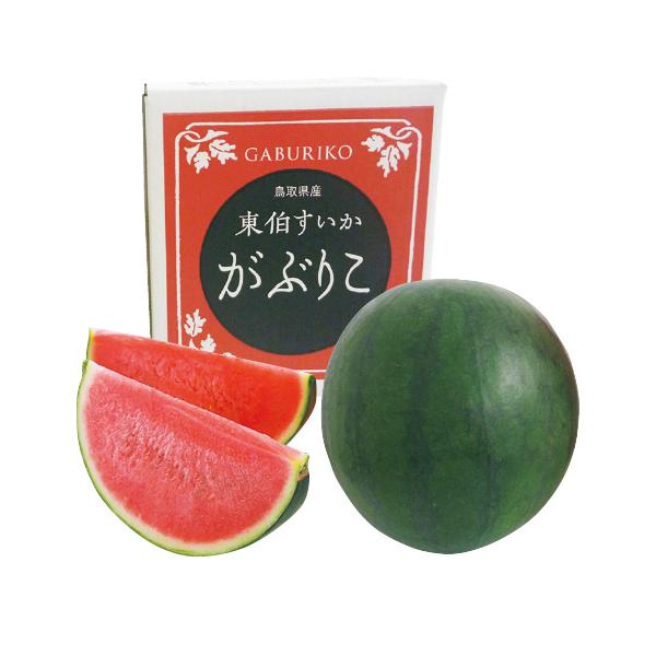 【送料無料】鳥取県産 がぶりこすいか がぶりこスイカ4L以上　1玉入｜話題商品・高評価・リピート多数・自宅用