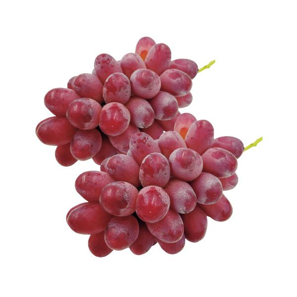 【送料無料】島根県産 神紅 500g以上×2房｜話題商品・ギフト人気・高評価