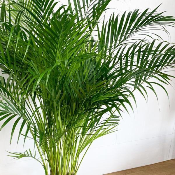 アレカヤシ ヤシの木 10号 法人・お店宛送料無料 観葉植物 10号鉢 大鉢