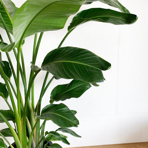 オーガスタ 10号 法人 お店宛送料無料 観葉植物 10号鉢 大鉢 大型 大きい 尺鉢 Buyee Buyee Japanese Proxy Service Buy From Japan Bot Online