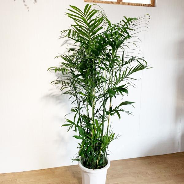 チャメドレア 10号 セフリジー 法人 お店宛送料無料 観葉植物 10号鉢 大鉢 大型 大きい 尺鉢 Buyee Buyee 提供一站式最全面最專業現地yahoo Japan拍賣代bid代拍代購服務 Bot Online