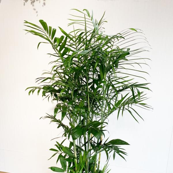 チャメドレア 10号 セフリジー 法人 お店宛送料無料 観葉植物 10号鉢 大鉢 大型 大きい 尺鉢 Buyee Buyee Japanese Proxy Service Buy From Japan Bot Online