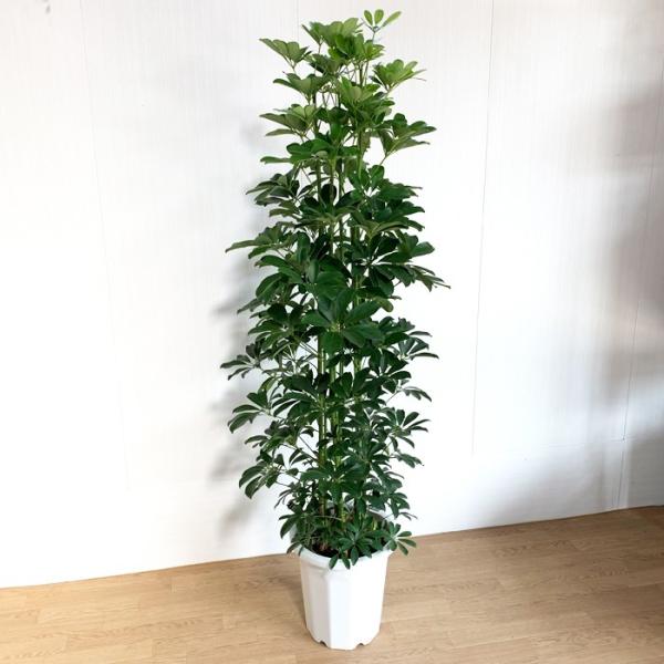 シェフレラ ホンコンカポック 10号 法人 お店宛送料無料 観葉植物 10号鉢 大鉢 大型 大きい 尺鉢 Buyee Buyee 提供一站式最全面最专业现地yahoo Japan拍卖代bid代拍代购服务 Bot Online