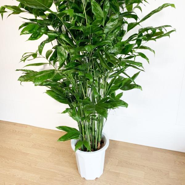 高性チャメドレア 強い生命力 10号 法人 お店宛送料無料観葉植物 10号鉢 大鉢 大型 大きい 尺鉢 Buyee 日本代购平台 产品购物网站大全 Buyee一站式代购 Bot Online