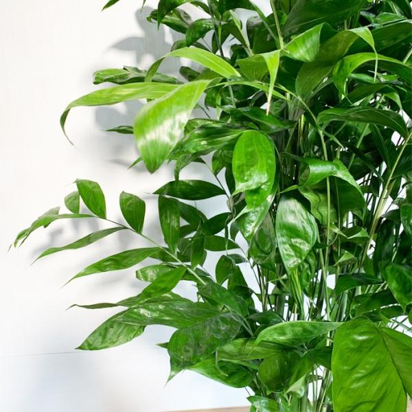 高性チャメドレア 強い生命力 10号 法人 お店宛送料無料観葉植物 10号鉢 大鉢 大型 大きい 尺鉢 Buyee 日本代购平台 产品购物网站大全 Buyee一站式代购 Bot Online