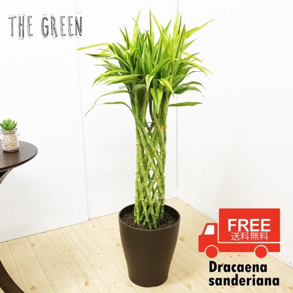 ミリオンバンブー ドラセナ サンデリアーナ 8号 送料無料 観葉植物 8号鉢 中鉢 中型 大型 Buyee Buyee Japanese Proxy Service Buy From Japan Bot Online