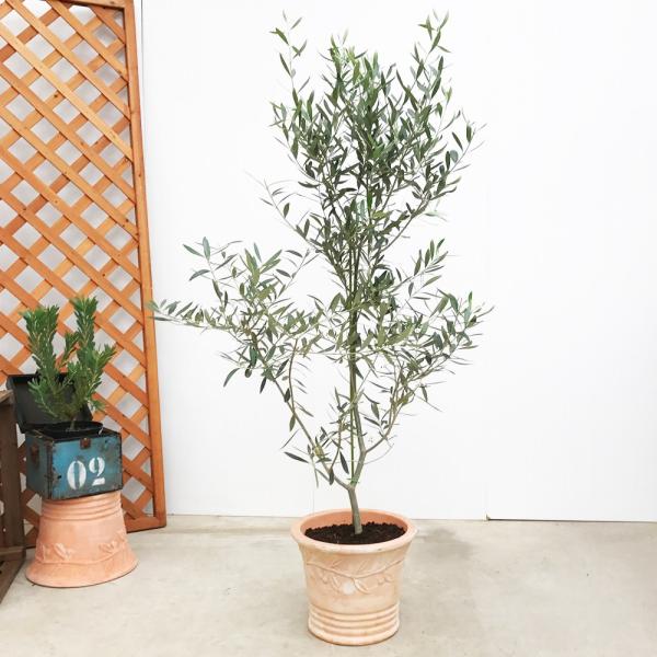 送料無料 オリーブ テラコッタ鉢植え 素焼き鉢 送料無料 オリーブの木 観葉植物 庭木 鉢植え Buyee Buyee Japanese Proxy Service Buy From Japan Bot Online
