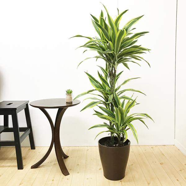 ドラセナ ワーネッキー レモンライム 8号 送料無料 観葉植物 8号鉢 中鉢 中型 大型 大きい Buyee Buyee 提供一站式最全面最專業現地yahoo Japan拍賣代bid代拍代購服務 Bot Online