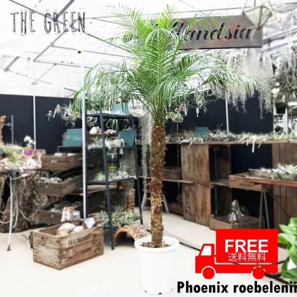 the-green-inc_robe10no the-green-inc_robe10no