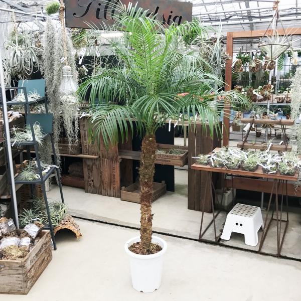 送料無料 フェニックス ロベレニー 大サイズ 大鉢 10号鉢 観葉植物 ヤシ ヤシの木 大型 Buyee Buyee Japanese Proxy Service Buy From Japan Bot Online