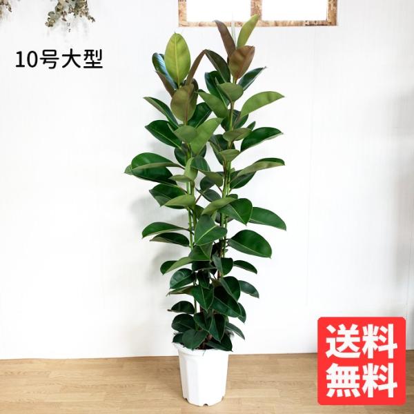 the-green-inc_robu10