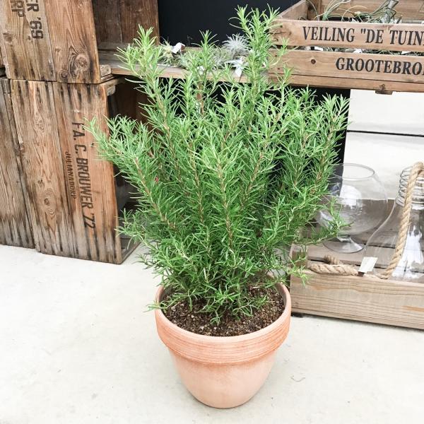 ローズマリー 立性 イタリア製テラコッタ鉢 送料無料 テラコッタ植え 庭木 鉢植え 観葉植物 苗 苗木 ベランダ テラス バルコニー ハーブ Buyee 日本代购平台 产品购物网站大全 Buyee一站式代购 Bot Online