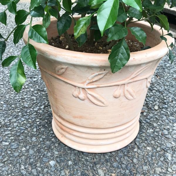 送料無料 シマトネリコ テラコッタ鉢植え 素焼き鉢 トネリコ 観葉植物 株立ち 鉢植え Buyee Buyee 日本の通販商品 オークションの代理入札 代理購入