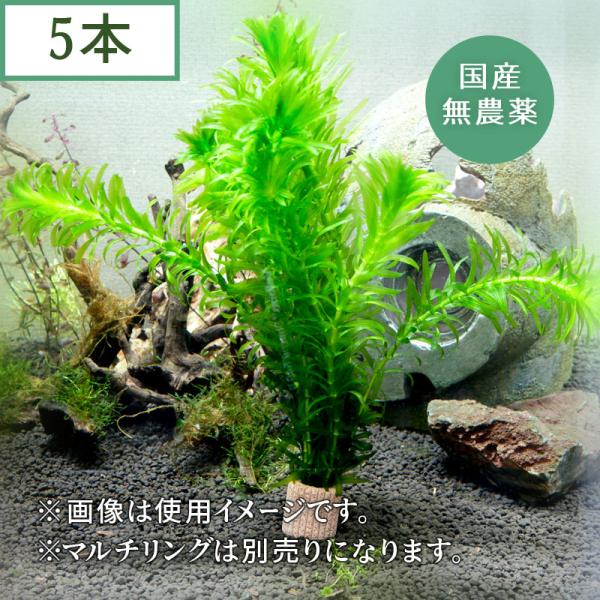 (水草) 国産 アナカリス (5本)メダカ・金魚藻 鑑賞 水景 アクアリウム 無農薬 天然