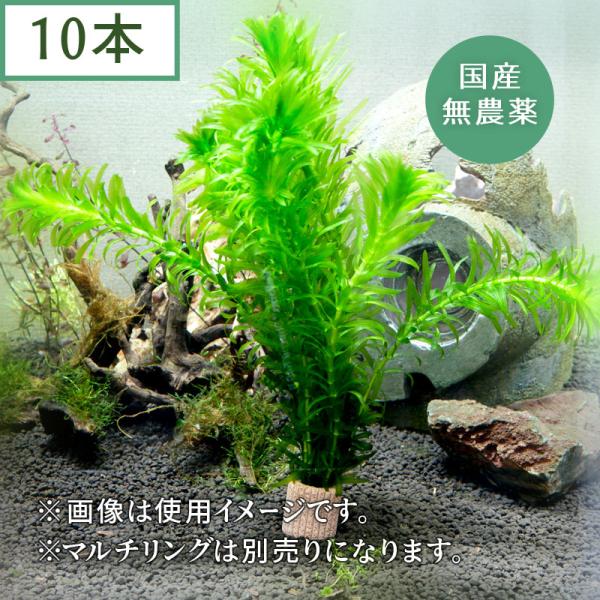(水草) 国産 アナカリス (10本)メダカ・金魚藻 鑑賞 水景 アクアリウム 無農薬 天然