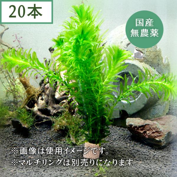 (水草) 国産 アナカリス (20本)メダカ・金魚藻 鑑賞 水景 アクアリウム 無農薬 天然