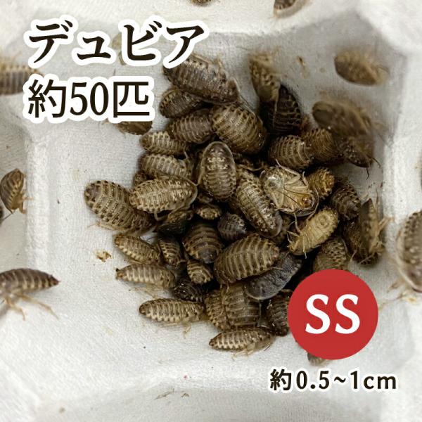 （生餌）デュビア（アルゼンチンモリゴキブリ） SSサイズ （50匹）