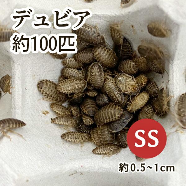 （生餌）デュビア（アルゼンチンモリゴキブリ） SSサイズ （100匹）