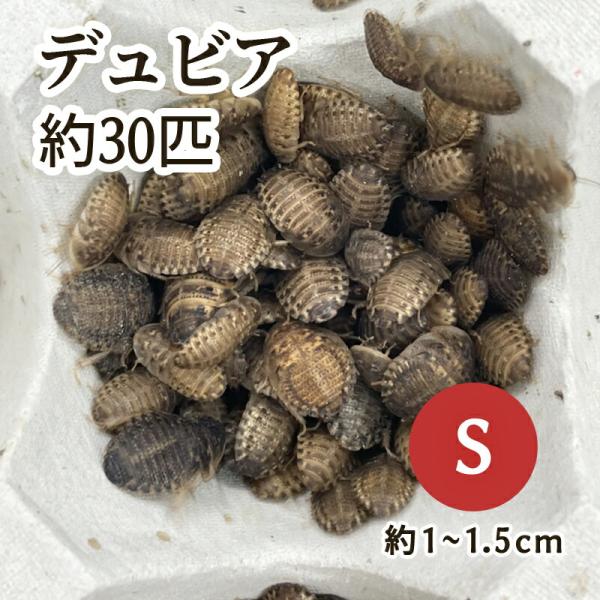 （生餌）デュビア（アルゼンチンモリゴキブリ） Sサイズ （30匹）