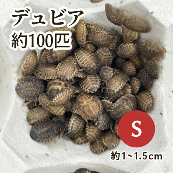 （生餌）デュビア（アルゼンチンモリゴキブリ） Sサイズ （100匹）