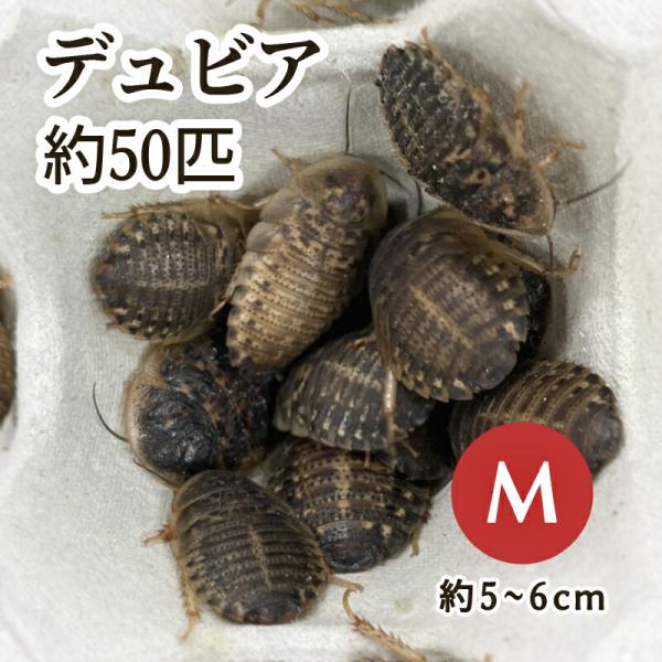（生餌）デュビア（アルゼンチンモリゴキブリ） Mサイズ （50匹）