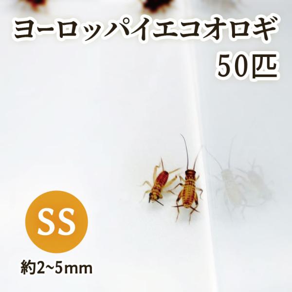 （生餌) ヨーロッパイエコオロギ SS 約50匹 爬虫類 両生類 大型魚 餌 エサ