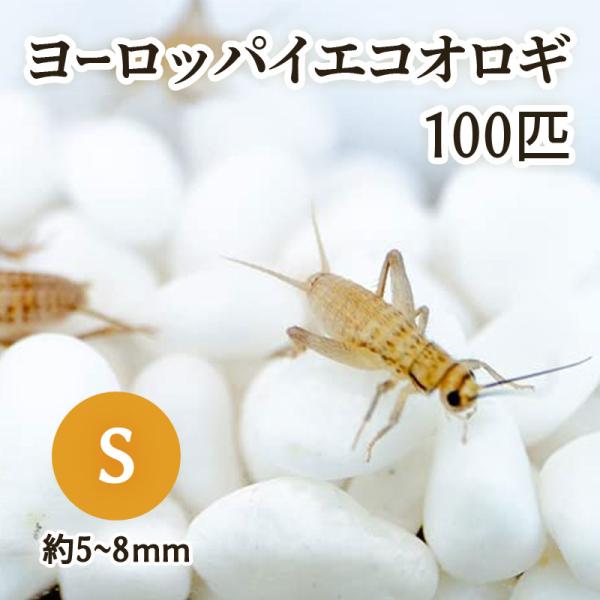 （生餌) ヨーロッパイエコオロギ S 約100匹 爬虫類 両生類 大型魚 餌 エサ