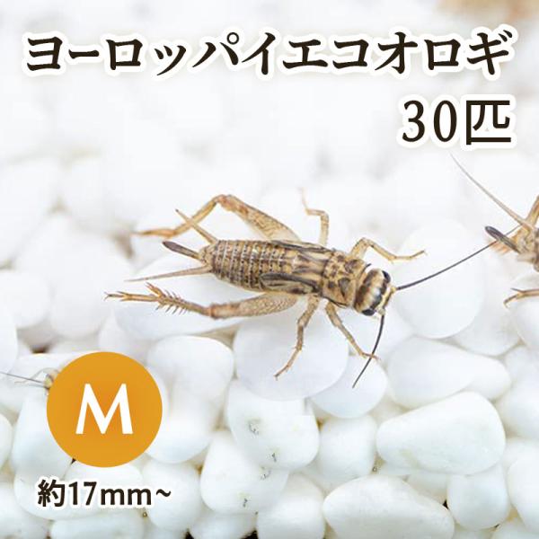 （生餌) ヨーロッパイエコオロギ M 約30匹 爬虫類 両生類 大型魚 餌 エサ