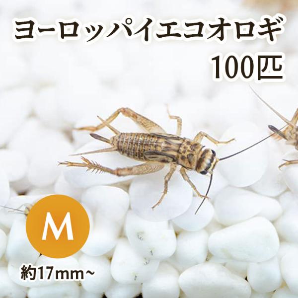（生餌) ヨーロッパイエコオロギ M 約100匹 爬虫類 両生類 大型魚 餌 エサ