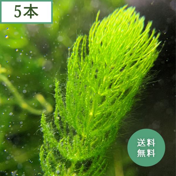 (水草) 国産 マツモ (5本)メダカ・金魚藻 鑑賞 水景 アクアリウム 無農薬 天然