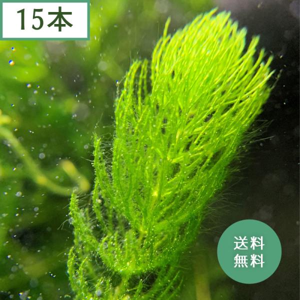 (水草) 国産 マツモ (15本)メダカ・金魚藻 鑑賞 水景 アクアリウム 無農薬 天然