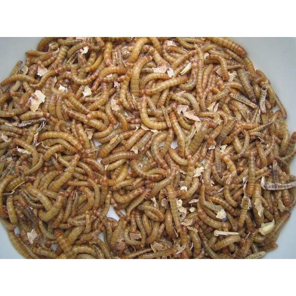ミルワーム 10g 2カップ 両生爬虫類、鳥類、小動物の餌