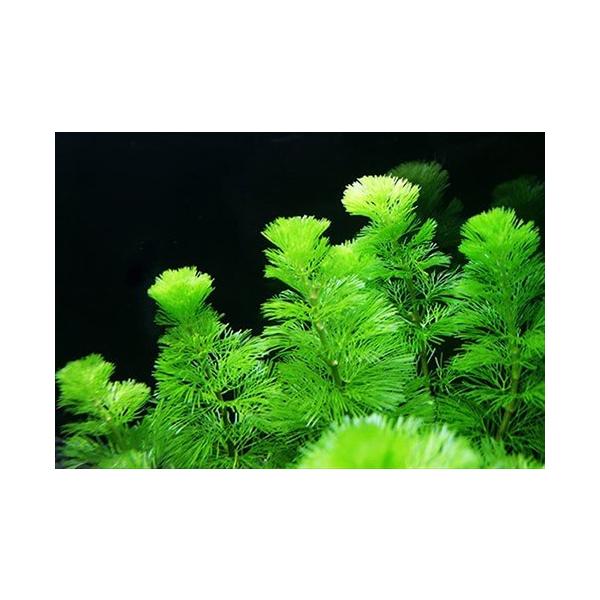 (水草) 国産 カモンバ (20本) 金魚藻 無害虫 メダカ アクアリウム 無農薬