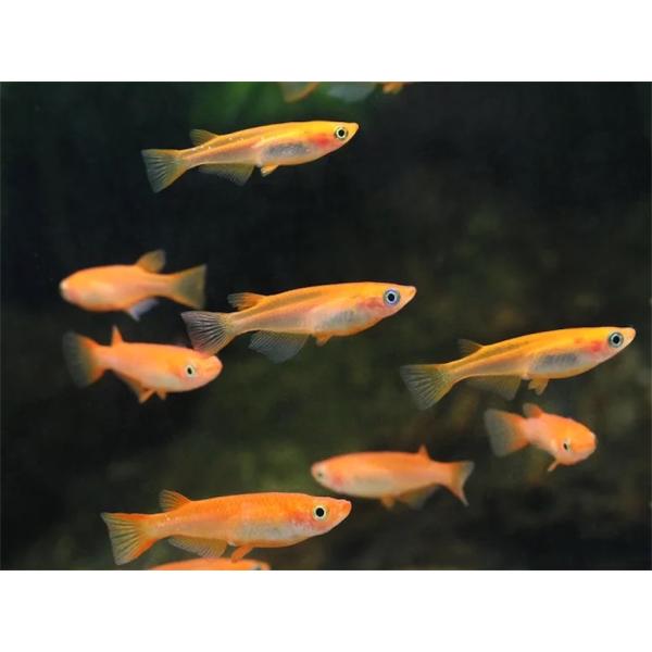 (桜來めだか) 楊貴妃めだか SS 稚魚 10匹セット 楊貴妃メダカ（送料無料）