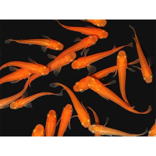 (桜來めだか) 紅帝楊貴妃めだか SS 稚魚 10匹セット 紅帝楊貴妃メダカ（送料無料）