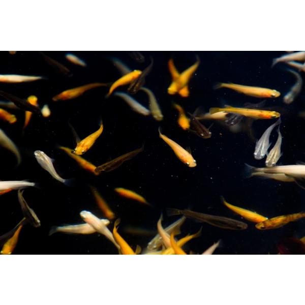 (桜來めだか) メダカミックス SS 稚魚 20匹セット めだかミックス（送料無料）