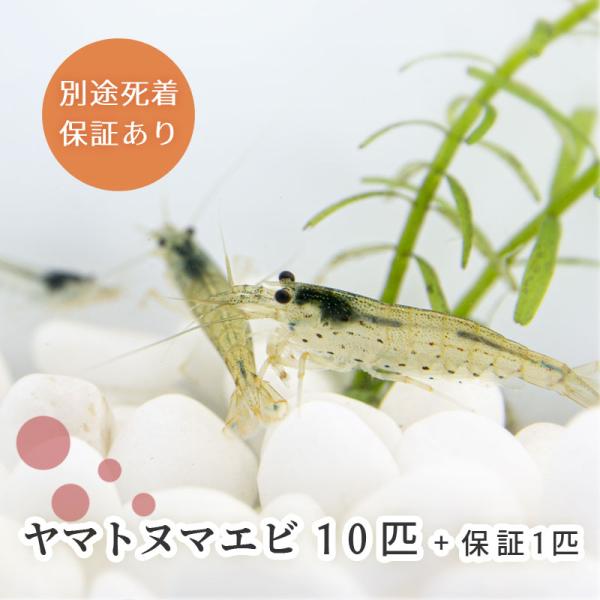 (生体) ヤマトヌマエビ 10匹＋保障1匹 合計11匹 ※雌雄サイズ指定不可