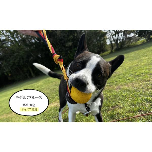 �f�����{�[��7�i���E��^�������j ���i�摜1